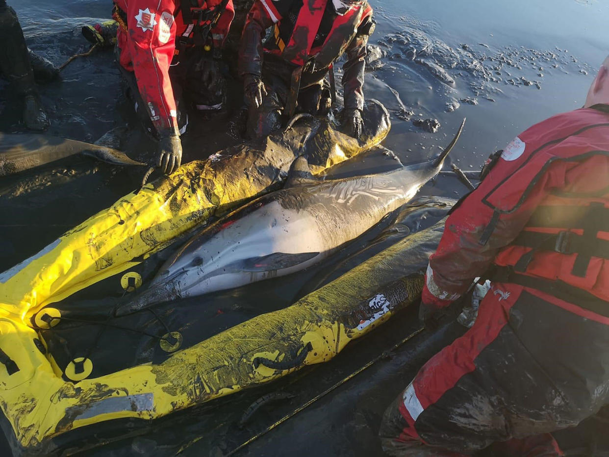 Undated handout photo issued by Essex County Fire & Rescue Service of firefighters rescuing two dolphins using a hovercraft and an inflatable sled after they became stuck in mud near Standford-le-Hope in Essex. PA Photo. Issue date: Monday January 20, 2020. See PA story ANIMALS Rescue. Photo credit should read: Essex County Fire & Rescue Service/PA Wire  NOTE TO EDITORS: This handout photo may only be used in for editorial reporting purposes for the contemporaneous illustration of events, things or the people in the image or facts mentioned in the caption. Reuse of the picture may require further permission from the copyright holder.   