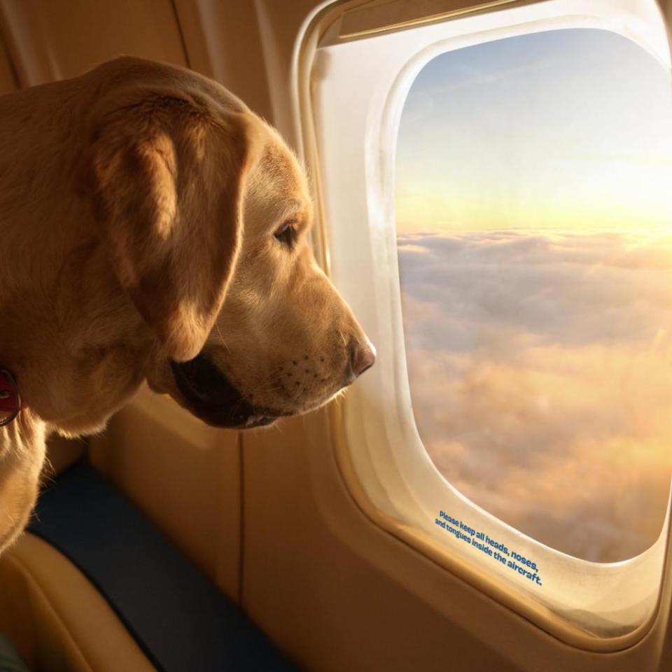 Bark, the pet company founded in 2011, announced the launch of the dog-centered plane experience in April. Bark air / Instagram