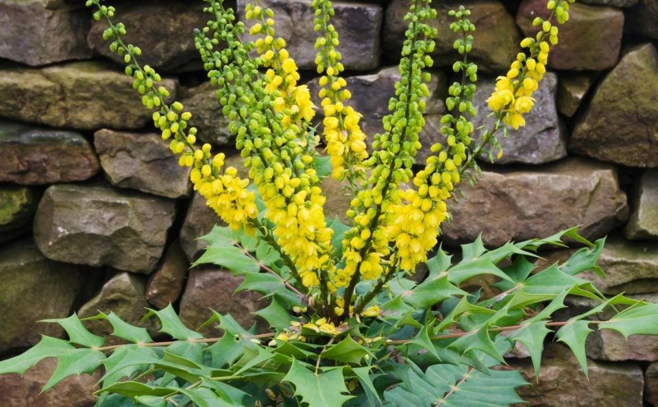 Mahonia x media ‘Winter Sun'