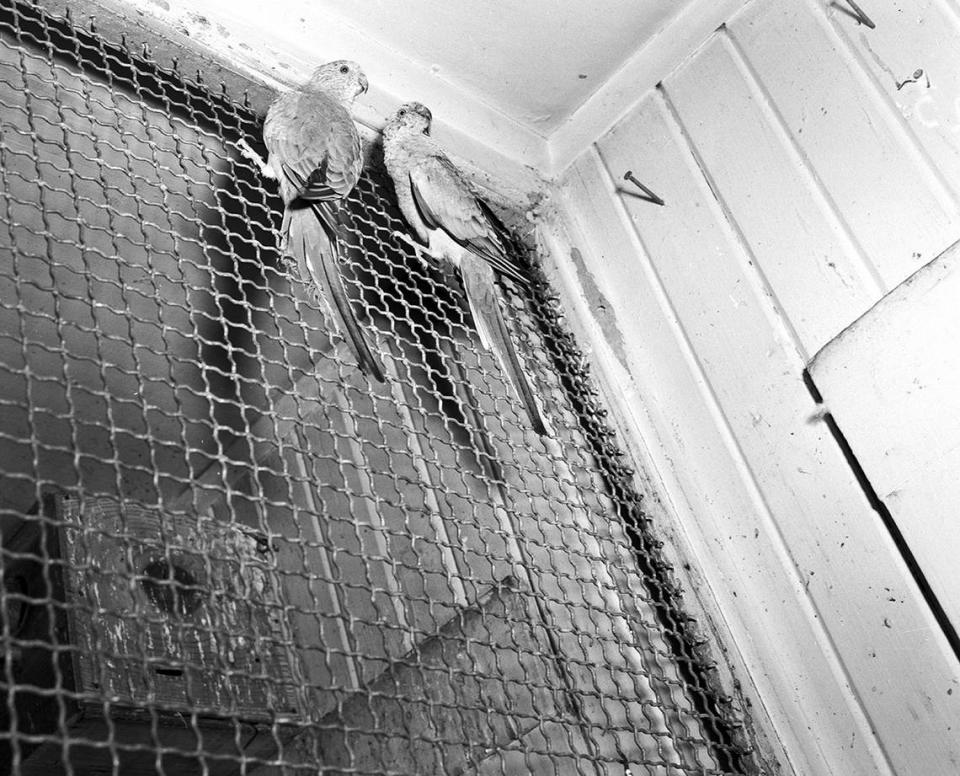 1950: From South America, these red rump parakeets now are delighting spectators at the Forest Park Zoo’s bird house. They cost $125 and seem happy to be here, says Zoo Director Hamilton “Ham” Hittson.