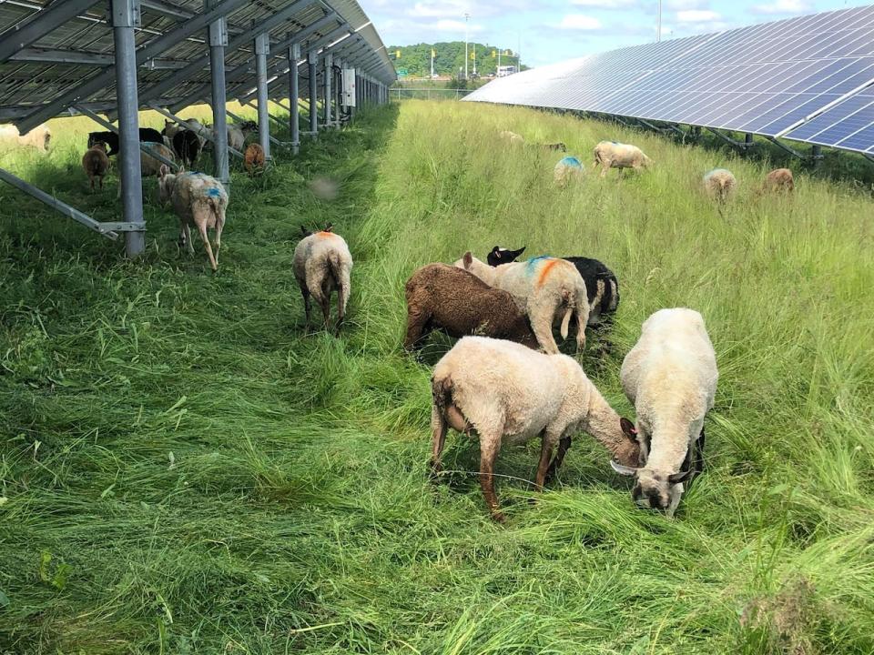 The sheep are marked with a non-toxic, washable spray that sorts them into milking and non-milking groups. It's also used to indicate any sheep that need to be monitored. 