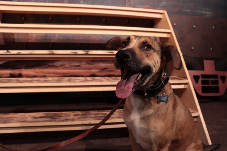 Mante, el perrito 'actor' que da vida a Quetzal en 'El último vagón'. Foto: Liz Ovando para Animal MX.