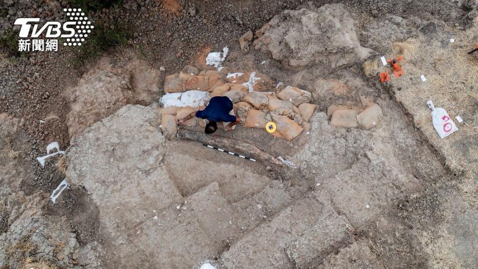 以色列南部出土2.5公尺長的古象牙化石。（圖/達志影像美聯社）
