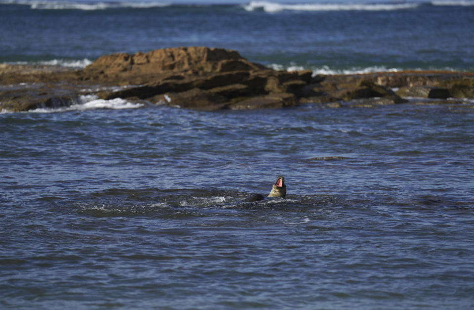 Monk seals appear in the water at Salt Pond Beach Park in Hanapepe, Hawaii, on Tuesday, July 11, 2023. (AP Photo/Jessie Wardarski)