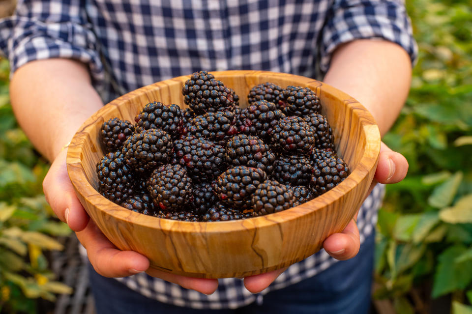 Zarzamoras de Pairwise, que utiliza tecnología de edición de genes para crear nuevas variedades de plantas, en Durham, Carolina del Norte, el 13 de septiembre de 2023. (Kate Medley/The New York Times)