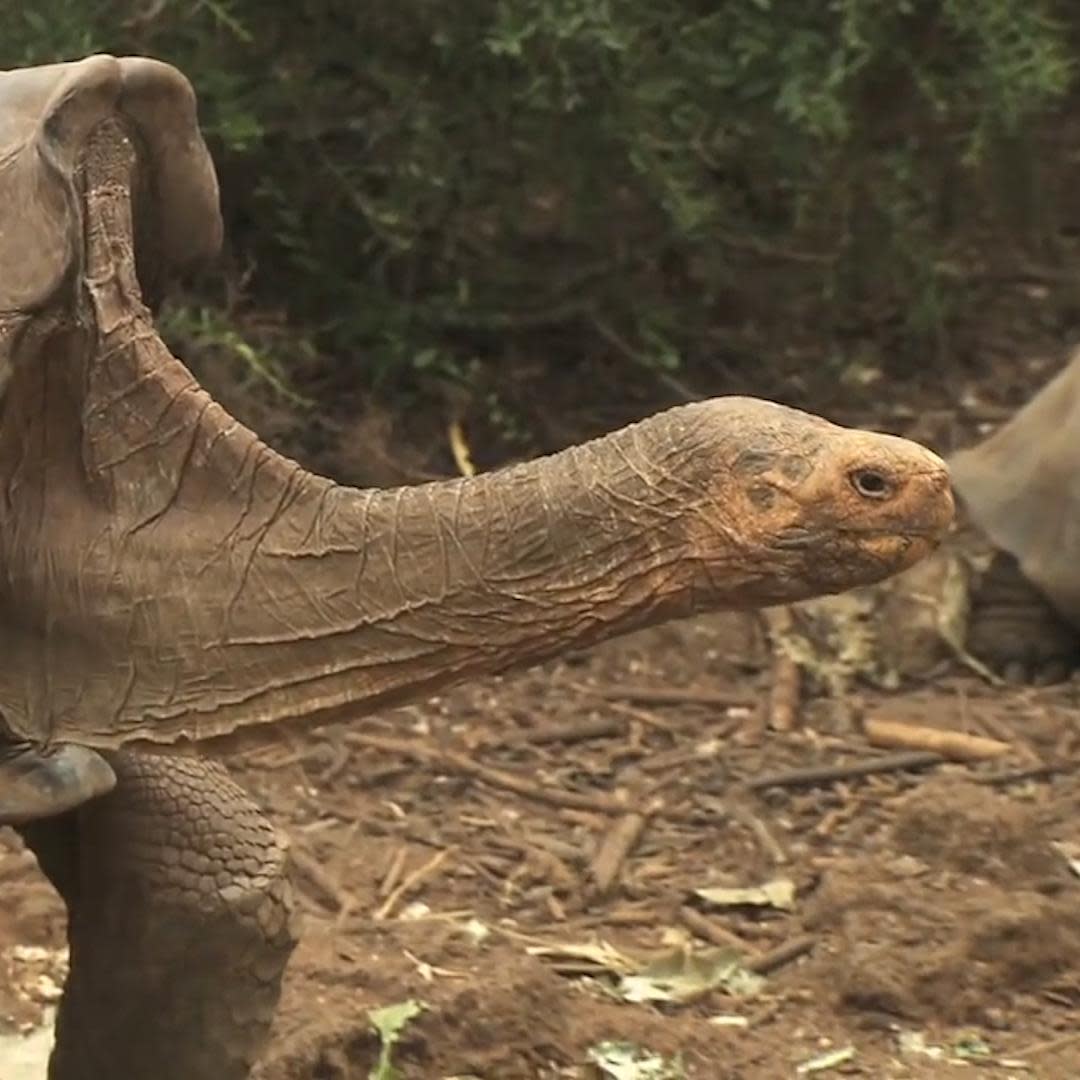 This Tortoises Sex Drive Saved His Species From Extinction