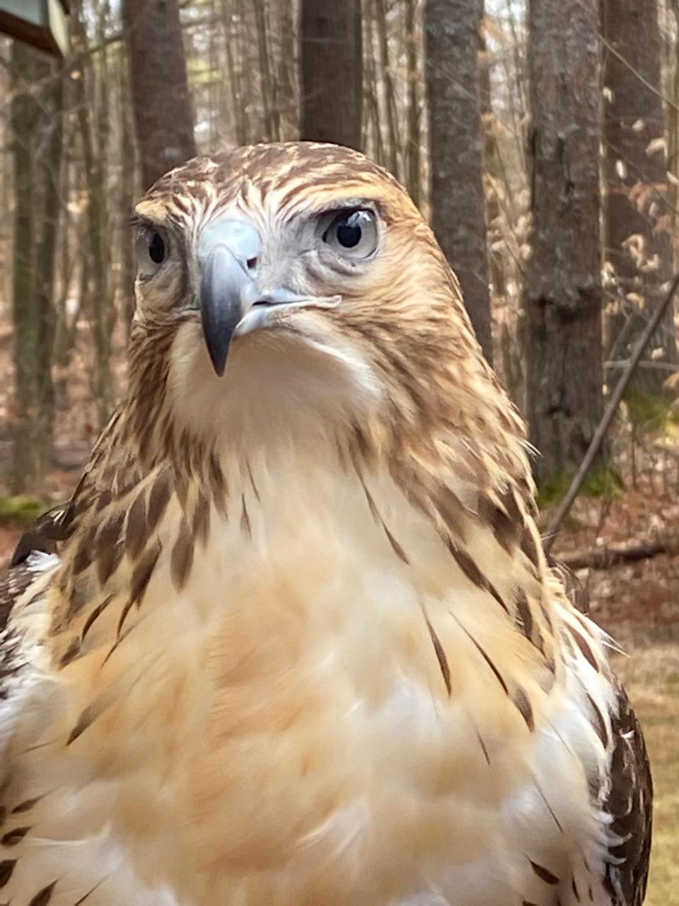 PIsces is an immature red-tailed hawk who was transferred to the Center For Wildlife in Cape Neddick, Maine, from the Raptor Trust in New Jersey because it was determined he is unreleasable and wouldn't survive in the wild.