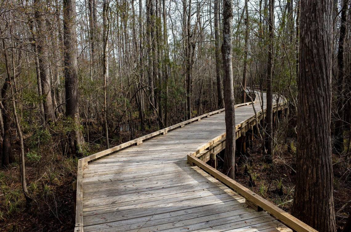 A 1,000-foot boardwalk crosses the swamp of the Cox Ferry Lake Recreational Area, part of the Waccamaw National Wildlife Refuge off Highway 90 near Conway, S.C. The Myrtle Beach area still has some undisturbed natural places to go for a nature hike. January 11, 2023.