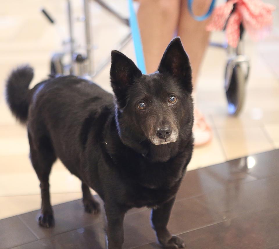 Joan Berry's dog, Sapphire, stays with her at the New Castle County Hope Center. The second floor at the site is dedicated to families with pets.