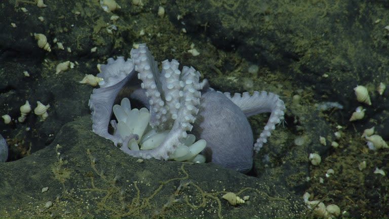 雌性的珍珠章魚，只有葡萄柚那麼大，呈現淡紫色，每隻大約會產下60顆卵，黏在裸露的岩石上。圖片來源：MBARI