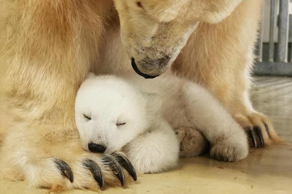 The baby polar bear resting on its mother’s paw.