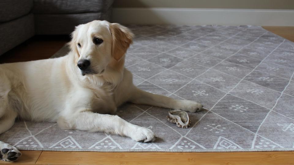 Dirty pets are no match for this rug