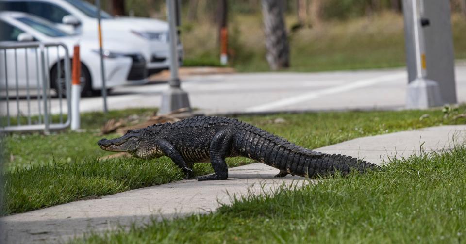 A large alligator attempts to cross Ben Hill Griffin Road on Thursday, Sept. 29, 2022, the day after Hurricane Ian slammed Southwest Florida.