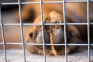 close-up of dog paw in crate