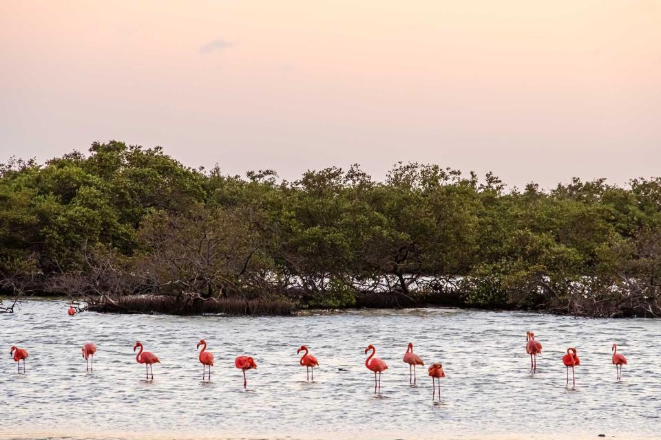 Flamingoes on the Caribbean island of Bonaire