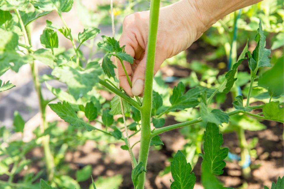 how to prune tomato plants