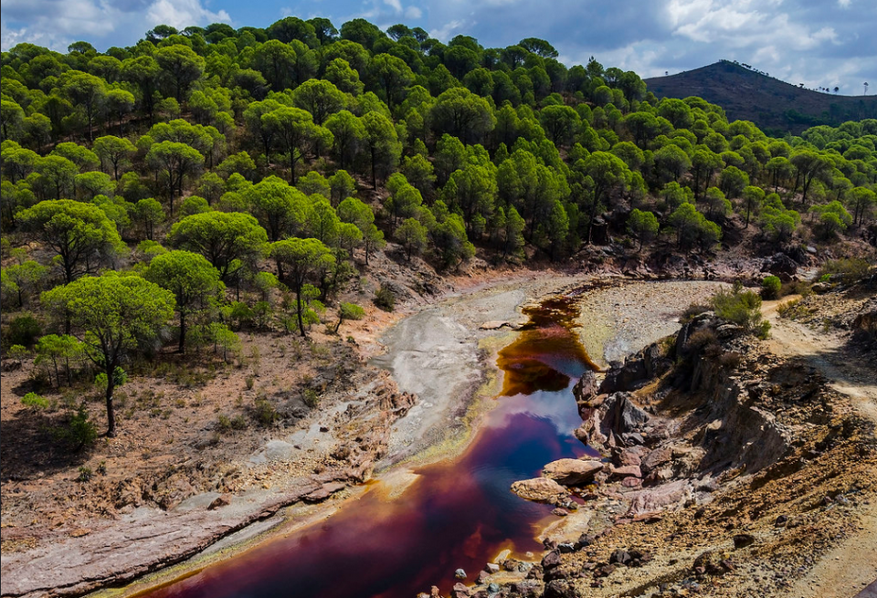 Area de pinos reforestada en Rio Tinto tras décadas de explotación y degradación industrial. (Crédito imagen Huelva Guillén Pérez).