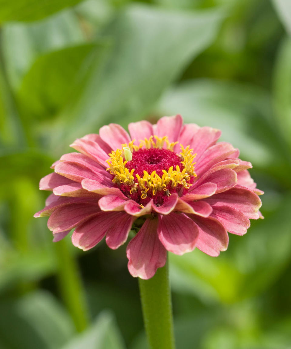 3. Zinnia elegans 'Queen Red Lime'