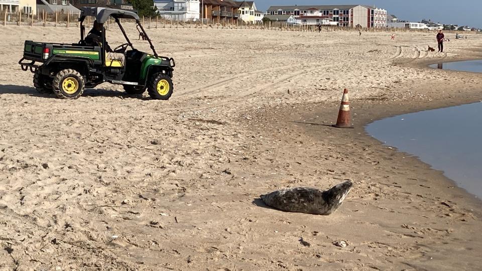 A grey seal pup was spotted on Dewey Beach after 9 a.m. on Thursday, April 14, 2022. The MERR Institute later responded and was monitoring the pup.