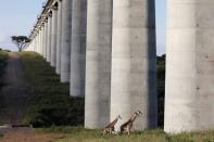 Giraffes cross under a bridge of the Standard Gauge Railway (SGR) line, inside the Nairobi National Park in Kenya