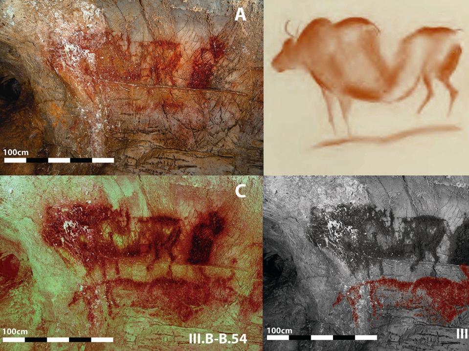 Four images of a Paleolithic cave drawing of an auroch in La Pasiega Cave in Spain, including two rendered in bright colors using DStretch software