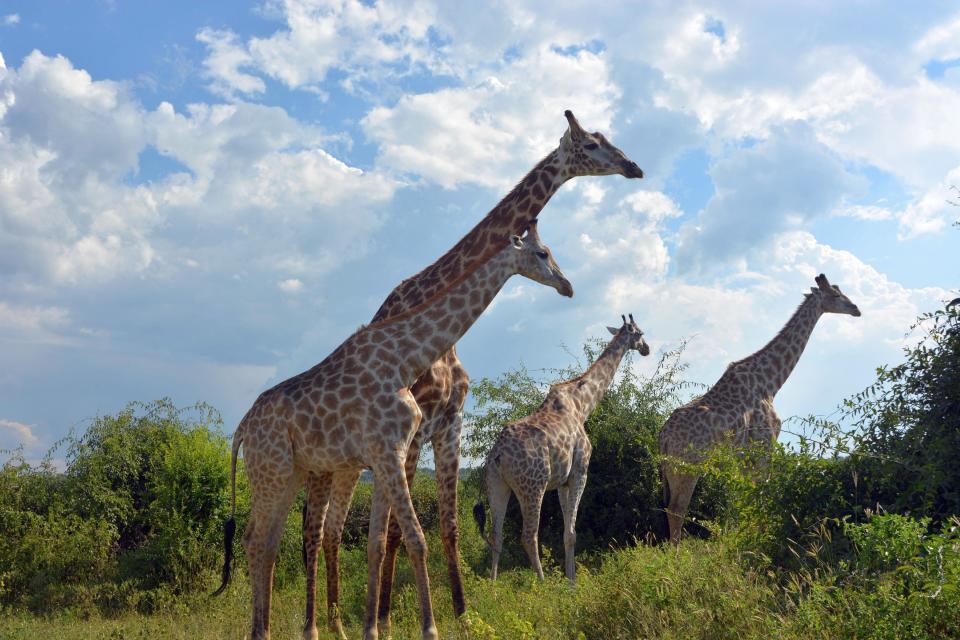 This March 3, 2013 photo shows giraffes in the Chobe National Park in Botswana. Safaris in this rich game-viewing destination offer up-close views of giraffes and many other animals, including lions, elephants and hippos. (AP Photo/Charmaine Noronha)