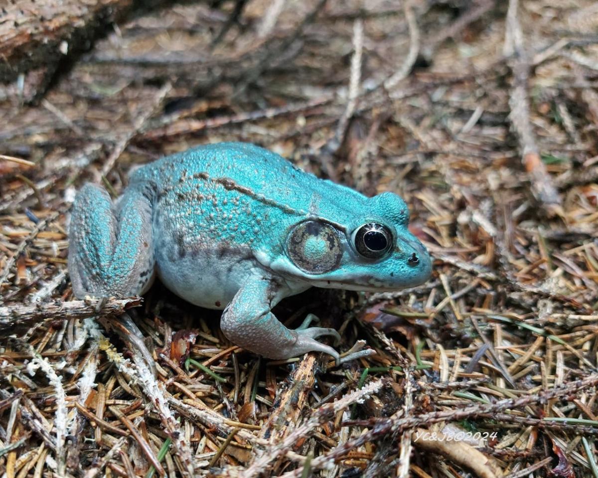 ‘I thought it was a piece of plastic’: Rare blue frog spotted by hiker near Oxford