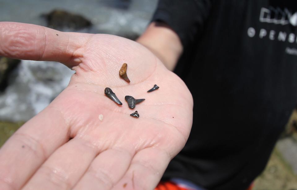 Steven Fabijanski shows off a few sharks'  teeth he found in July 2014, at Caspersen Beach. Visitors from all parts of the state and country come to Caspersen Beach to sift through shells and sand to take home sharks teeth and fossils.