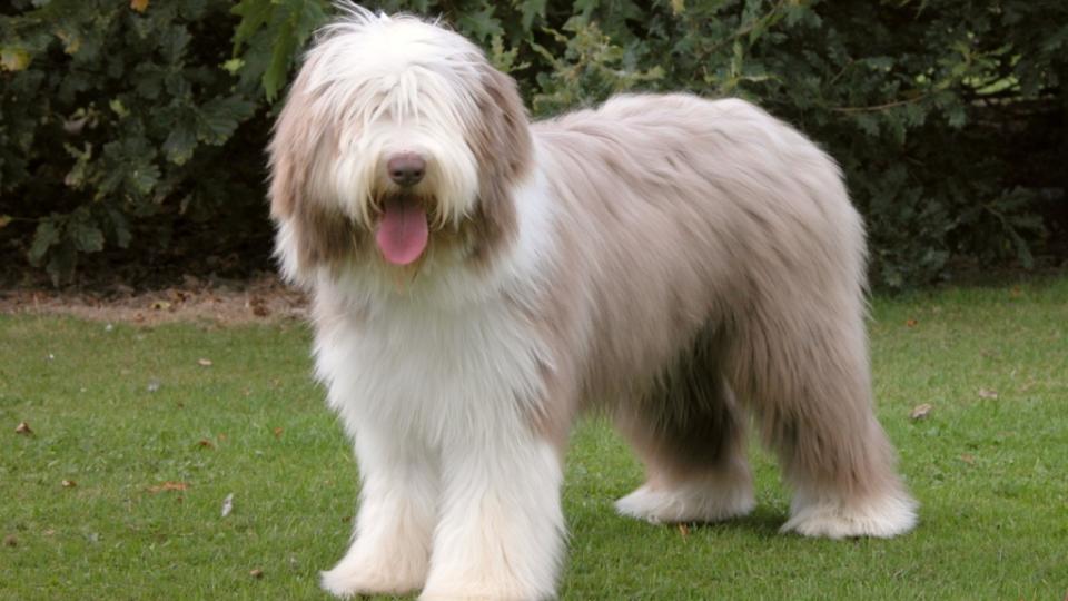 bearded collie