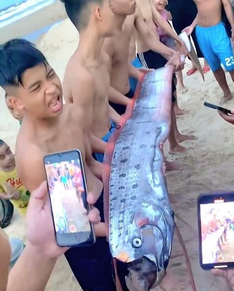 越南順化市海岸日前出現一條俗稱「地震魚」的皇帶魚，當地民眾擔憂恐發生災難。（圖／翻攝臉書）