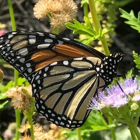 A female Monarch butterfly is feeding on the nectar of a Gregg;s mistflower blossom in the garden of Nancy R. of Lubbock. Milkweed plants in her garden attracted the female and provides the food source for sustaining the Monarch larvae. (Courtesy of Ellen Peffley)