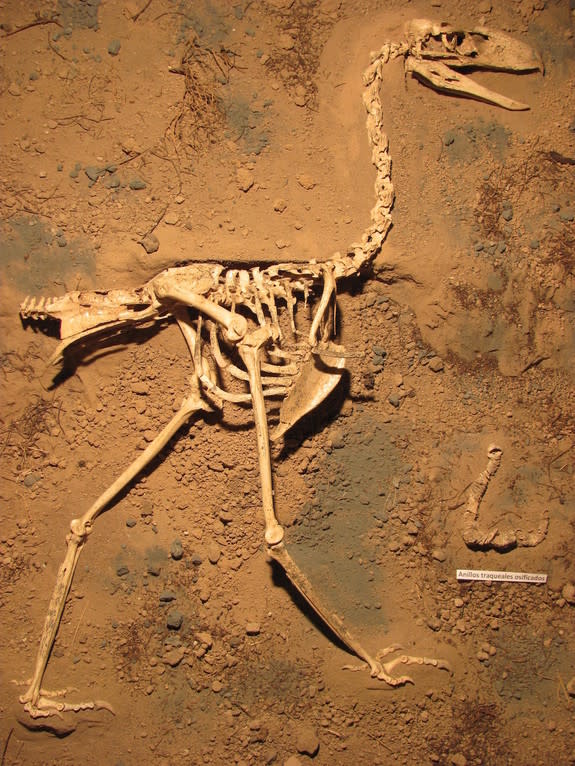 The skeleton of the new species of terror bird (Llallawavis scagliai) on display at the Museo Municipal de Ciencias Naturales Lorenzo Scaglia in Mar del Plata, Argentina.