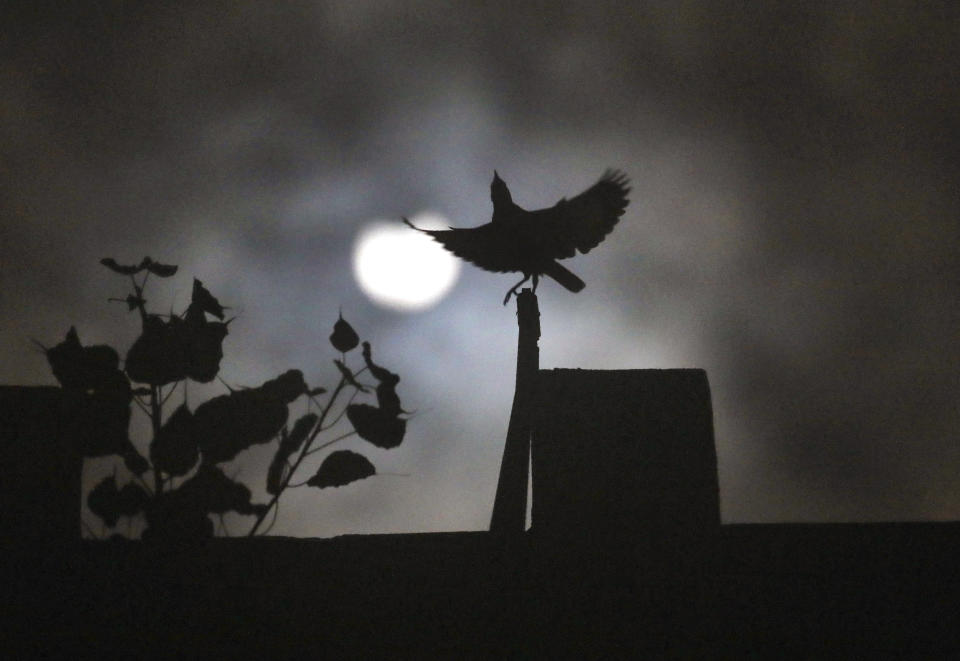 A crow sits on roof of a house as the sun forms crescent during solar eclipse in New Delhi, India, Sunday, June 21, 2020. (AP Photo/Manish Swarup)