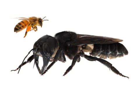 The Wallace's bee is roughly four times larger than a European honeybee - Credit: Clay Bolt/AFP/Getty Images