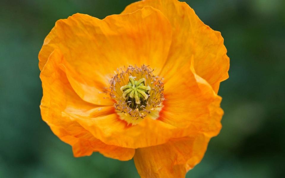 best poppy varieties that grow in all types of soil uk 2022 garden plant how to buy summer plant flower - Gap Photos 