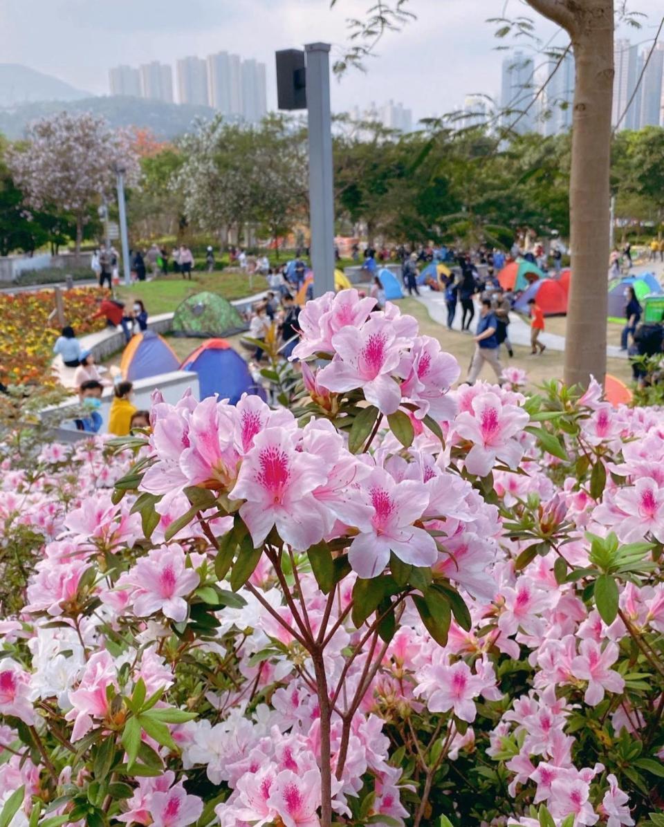 【將軍澳好去處】將軍澳單車公園櫻花盛放/海濱長廊餐廳/4000呎海景Cafe打卡