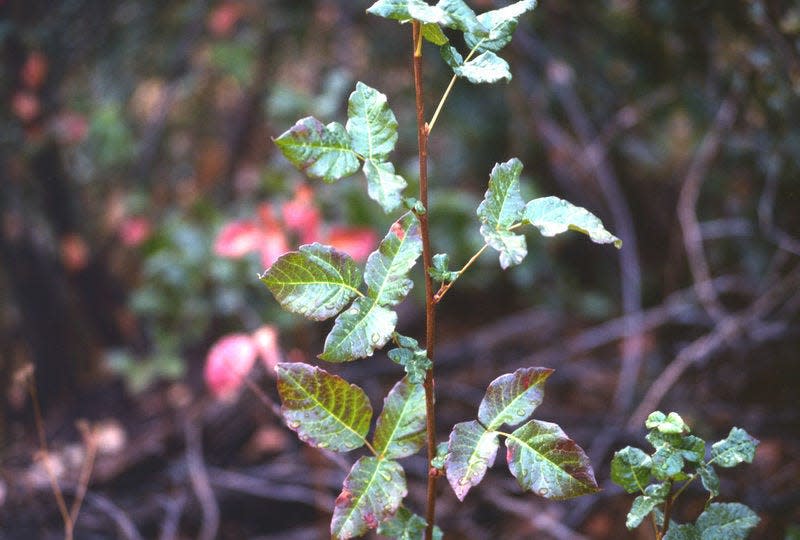 Poison oak is "documented but uncommon" in Delaware.