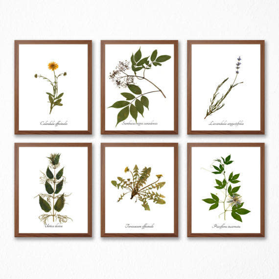 Get it from <a href="https://www.etsy.com/listing/505323438/medicinal-herb-print-collection-set-of-6?ga_order=most_relevant&amp;ga_search_type=all&amp;ga_view_type=gallery&amp;ga_search_query=herbariums&amp;ref=sc_gallery-1-2&amp;plkey=18fc1ac01752fd8ac48e747a5d46cc56b5faf8d8:505323438" target="_blank">Ecobata on Etsy, $50+</a>.