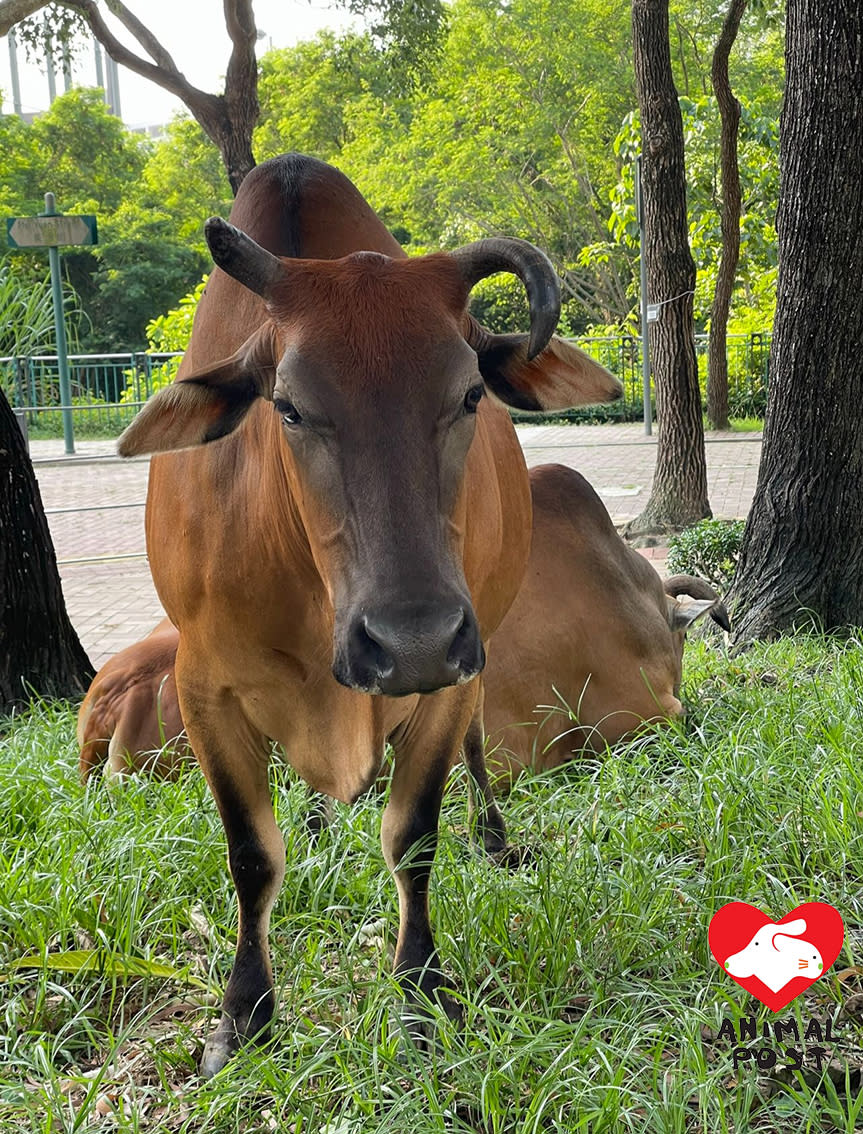 337牛牛在近期病況加劇，急速消瘦。(Karina提供)