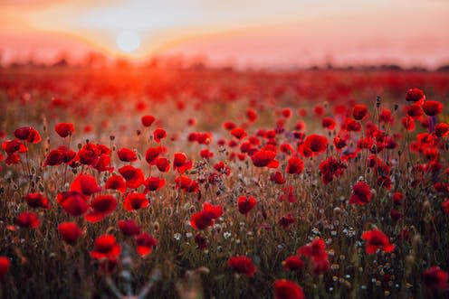   <span class="attribution"><a class="link " href="https://www.shutterstock.com/image-photo/beautiful-field-red-poppies-sunset-light-527018350?src=ySU2olK8l5GvlQ1zFVWoSg-1-1" rel="nofollow noopener" target="_blank" data-ylk="slk:Shutterstock.;elm:context_link;itc:0;sec:content-canvas">Shutterstock.</a></span>