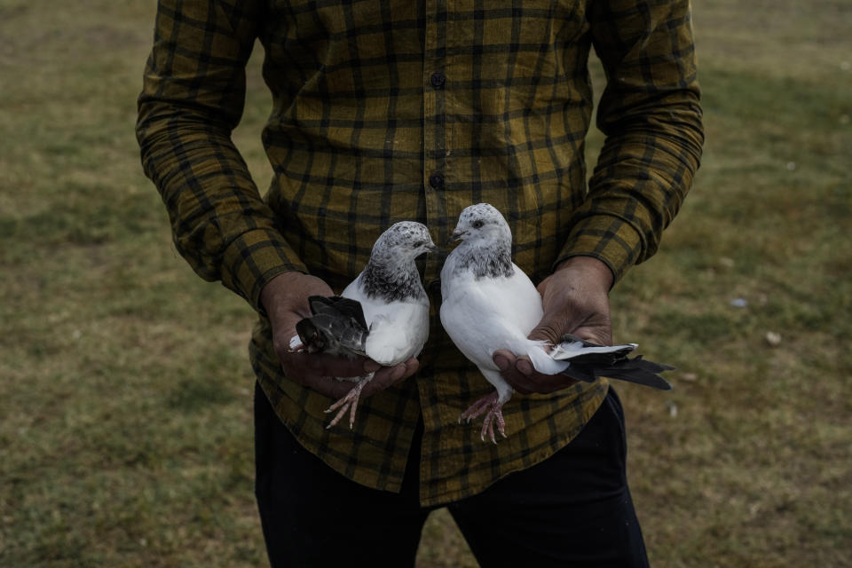 A Kashmiri pigeon handler waits for customers at an open pigeon market in Srinagar, Indian controlled Kashmir, June 10, 2022. The centuries-old tradition of pigeon keeping has remained ingrained to life in the old quarters of Srinagar where flocks of pigeons on rooftops, in the courtyards of mosques and shrines and around marketplaces are a common sight. Many of these are domesticated, raised by one of the thousands of pigeon keepers there. (AP Photo/Mukhtar Khan)