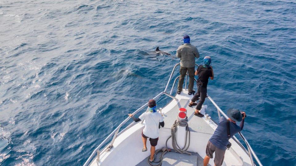 SEIKO與創辦於花蓮的「黑潮海洋文教基金會」合作，支援其「海洋綠洲：東海岸鯨類保育計畫」的贊助。（黑潮海洋文教基金會提供）