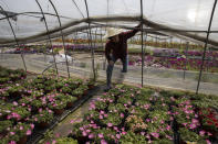 In this Monday, April 6, 2020, photo, flower farmer Guo Changqi looks into his flowers at a farm in the Huangpi district of Wuhan in central China's Hubei province. He says he has thrown away at least 20,000 flowers this year because of Wuhan's 11-week lockdown on transport in and out of the city of 11 million. (AP Photo/Ng Han Guan)