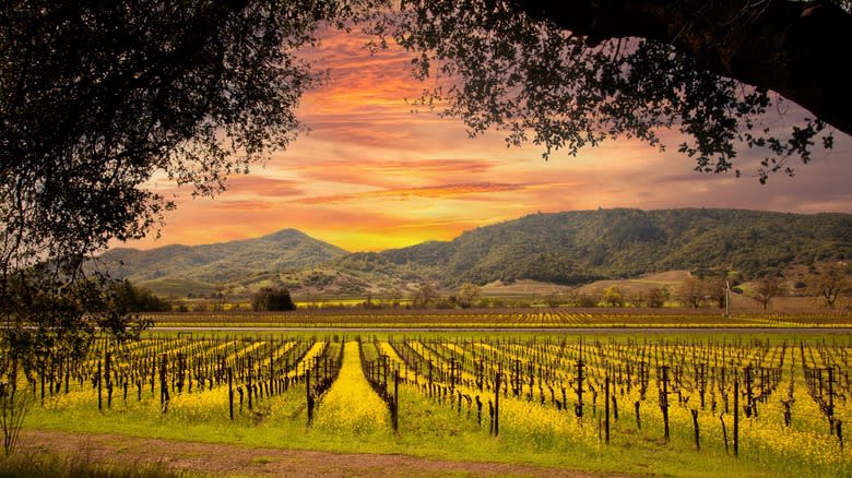 Napa valley vineyard at sunset