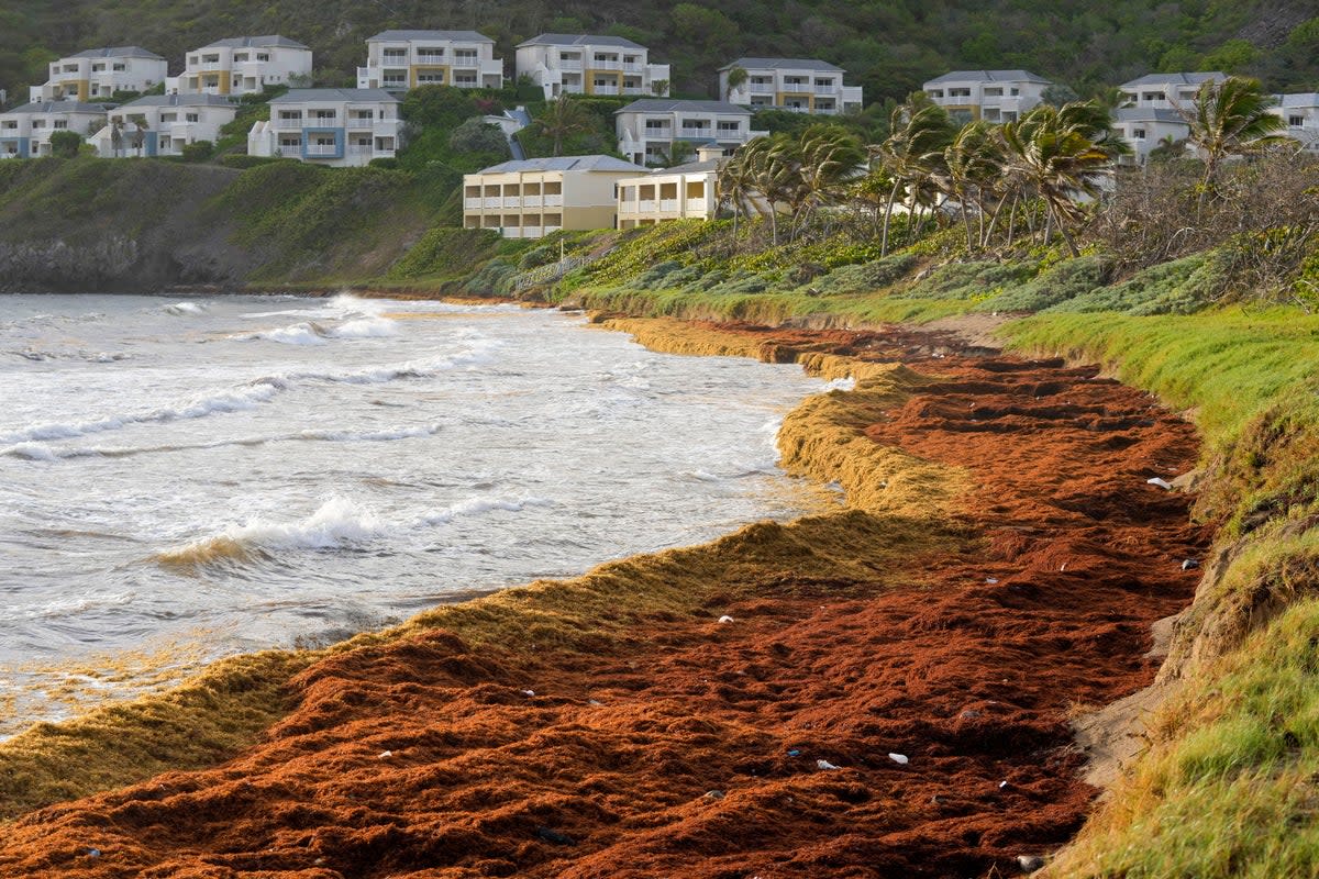 Seaweed covers the Atlantic shore in Frigate Bay, St. Kitts and Nevis (AP)