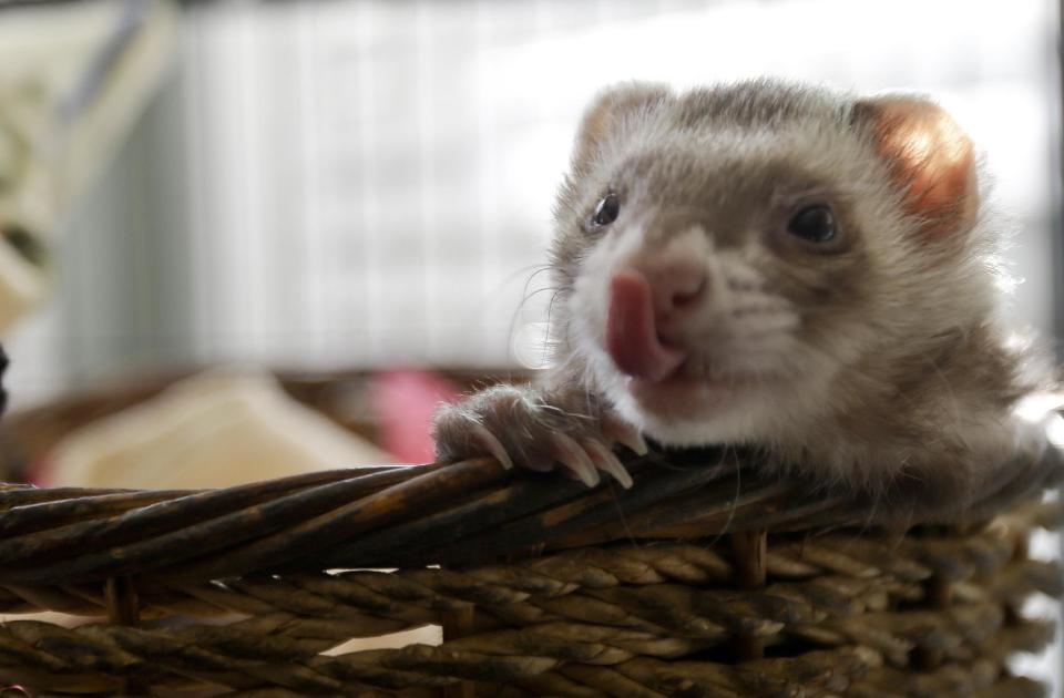 In this Wednesday, Dec. 19, 2012 photo, one of the ferret pets of Pat Wright whips out its tongue while hanging out in its well adorned cage, in La Mesa, Calif. Large cages are expensive, but on the other hand, ferrets don’t require as much medical or dental care as cats or dogs. (AP Photo/Lenny Ignelzi)