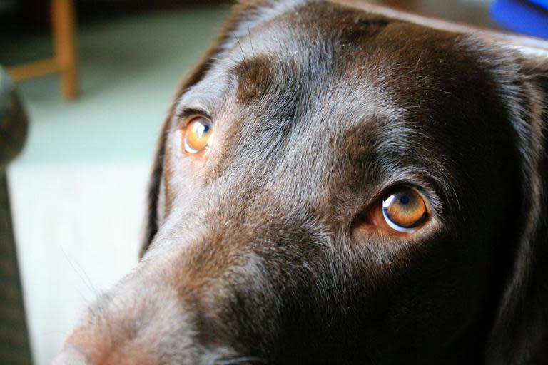 Dogs have evolved their "sad eyes" facial expression in order to help them get on better with humans, according to new research.Scientists at the University of Portsmouth carried out a study comparing the anatomy and behaviour of dogs and wolves.Their results suggest that the facial structure of dogs has changed during thousands of years specifically to enable them to communicate with humans.A university spokesman said: "Researchers found that the facial musculature of both species was similar, except above the eyes."Dogs have a small muscle, which allows them to intensely raise their inner eyebrow, which wolves do not."The authors suggest that the inner eyebrow-raising movement triggers a nurturing response in humans because it makes the dogs' eyes appear larger, more infant-like and also resembles a movement humans produce when they are sad.Psychologist Dr Juliane Kaminski, who led the research which is published in the American journal PNAS, said: "The evidence is compelling that dogs developed a muscle to raise the inner eyebrow after they were domesticated from wolves."We also studied dogs' and wolves' behaviour and, when exposed to a human for two minutes, dogs raised their inner eyebrows more and at higher intensities than wolves."The findings suggest that expressive eyebrows in dogs may be a result of humans' unconscious preferences that influenced selection during domestication."When dogs make the movement, it seems to elicit a strong desire in humans to look after them."This would give dogs that move their eyebrows more a selection advantage over others and reinforce the 'puppy dog eyes' trait for future generations."Dr Kaminski's previous research showed that dogs moved their eyebrows significantly more when humans were looking at them compared to when they were not looking at them.Lead anatomist Professor Anne Burrows, at Duquesne University, Pittsburgh, USA, co-author of the paper, said: "To determine whether this eyebrow movement is a result of evolution, we compared the facial anatomy and behaviour of these two species and found the muscle that allows for the eyebrow raise in dogs was, in wolves, a scant, irregular cluster of fibres."The raised inner eyebrow movement in dogs is driven by a muscle which doesn't consistently exist in their closest living relative, the wolf."This is a striking difference for species separated only 33,000 years ago and we think that the remarkably fast facial muscular changes can be directly linked to dogs' enhanced social interaction with humans."The university spokesman said the only dog species in the study that did not have the muscle was the Siberian husky, which is among more ancient dog breeds.Additional reporting by Press Association