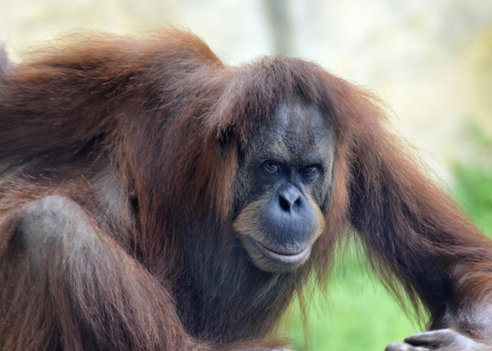 This is the orangutan's second escape attempt. Pictured: file photo. Source: Getty