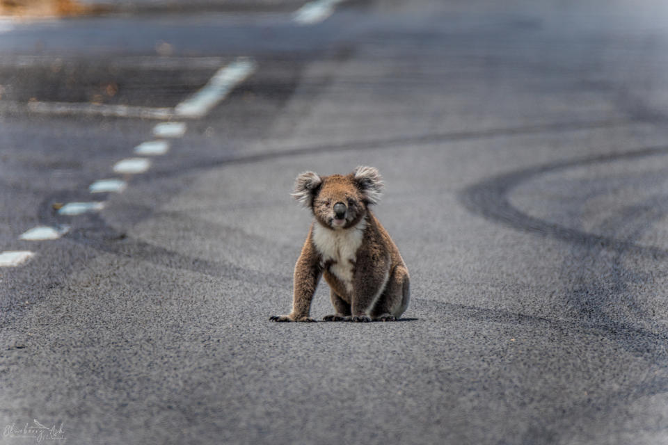 Pictured: A koala sits stranded on a road after its habitat was cleared: Source Getty