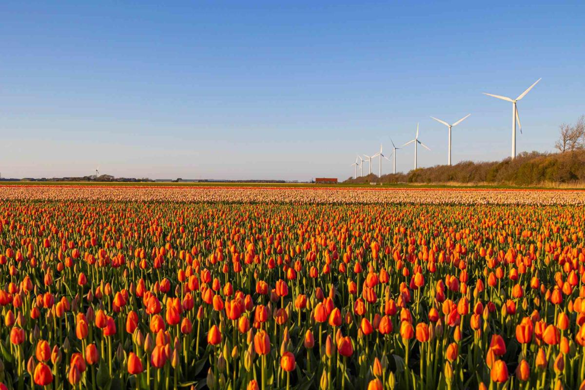 Maak een treinrit door de iconische tulpenvelden van Nederland voor $ 8 – zo doe je het